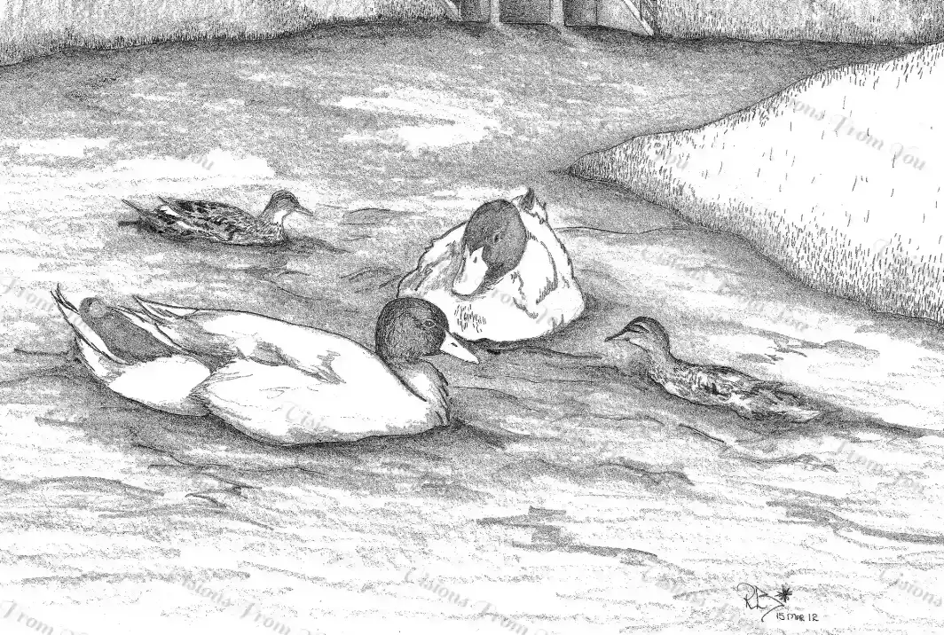 At The Pond
